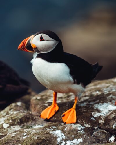 white and black bird Puffin on brown rock