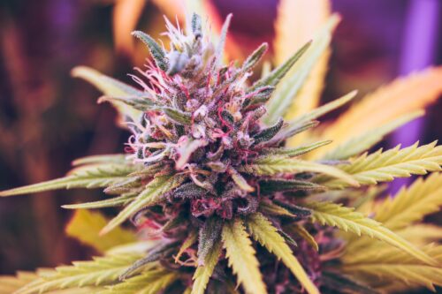 Legalizing Marijuana: Pros and Cons